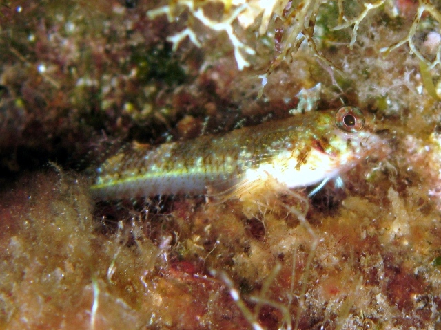 Tripterygion tripteronotus in livrea riproduttiva